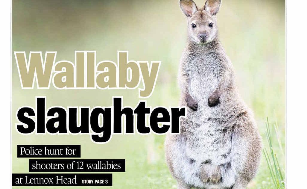 How the Northern Star covered the shooting of wallabies at Lennox Head, on August 23. How the Northern Star covered the shooting of wallabies at Lennox Head, on August 23.